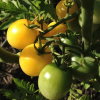 Snow White Cherry Tomato Seeds