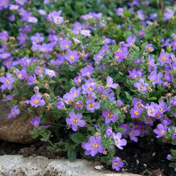 Heirloom (Heirloom scientific name) for planting in garden