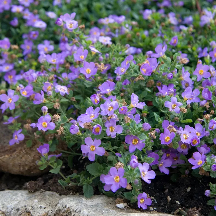 Heirloom (Heirloom scientific name) for planting in garden
