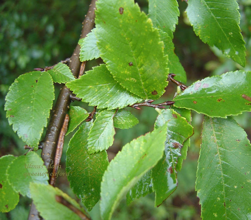 Green Winged Elm Plant Seeds - Shade Tree Seeds - Heirloom & Non-GMO Seeds for planting Scientific Name Placeholder for planting in home garden