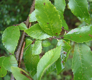 Green Winged Elm Plant Seeds - Shade Tree Seeds - Heirloom & Non-GMO Seeds for planting Scientific Name Placeholder for planting in home garden