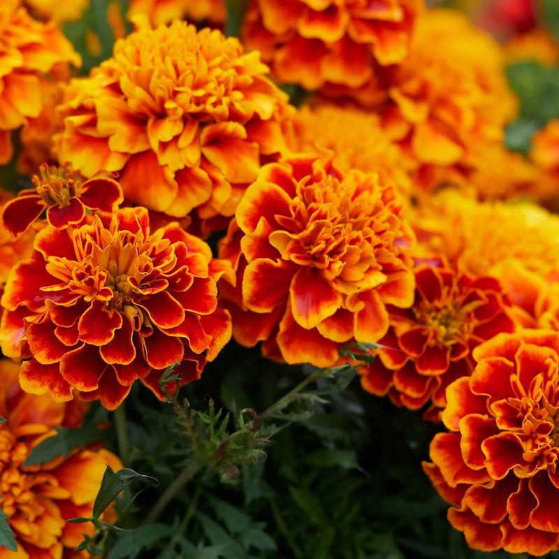 Heirloom Marigold Sparky Flower Seeds, Non-GMO Bright Blooms for Vibrant Garden Planting for planting in home garden