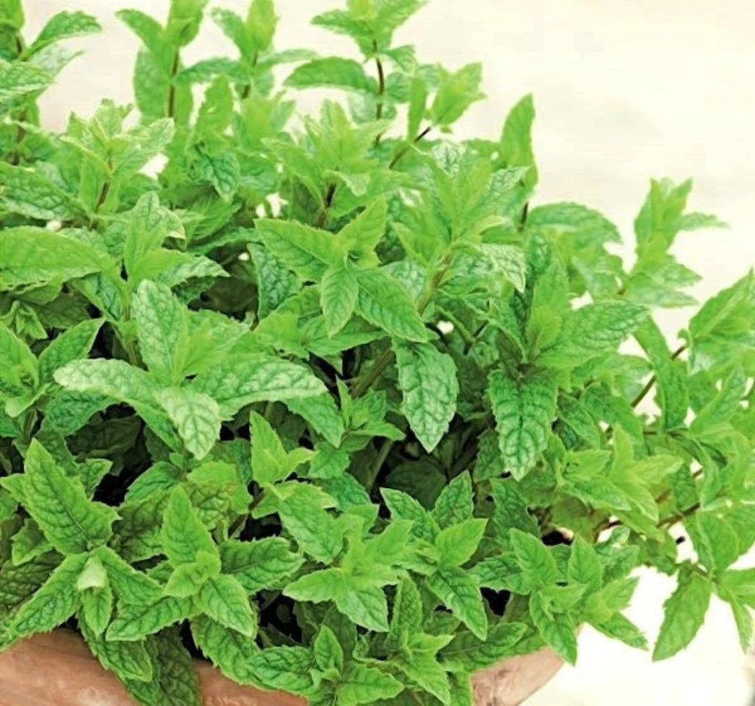 Spearmint seeds for planting in home herb gardens