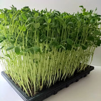 Speckled pea sprouting seeds for indoor sprouting and microgreen growing.