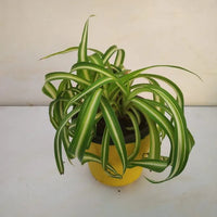 Heirloom Non-GMO Chlorophytum Plant Seeds for planting in home garden