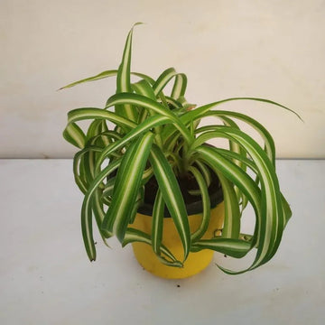Heirloom Non-GMO Chlorophytum Plant Seeds for planting in home garden