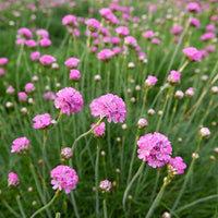 Heirloom (Heirloom scientific name) for planting in garden