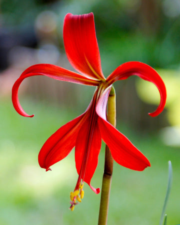 Sprekelia Flower Seeds for Planting - NON GMO Seeds for planting in home garden