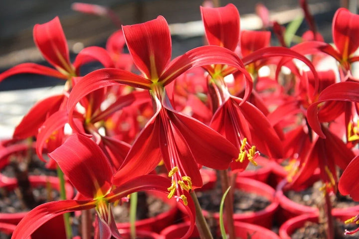 Sprekelia Flower Seeds for Planting - NON GMO Seeds