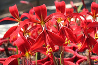 Sprekelia Flower Seeds for Planting - NON GMO Seeds