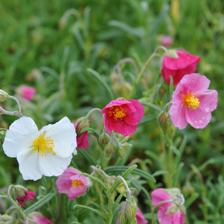 Organic Heirloom Non-GMO Mixed Helianthemum Seeds for Planting – Colorful Rock Garden