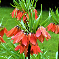 Green Crown Imperial Flower Seeds – Heirloom Non-GMO Regal Blooms for Spring Garden Planting
