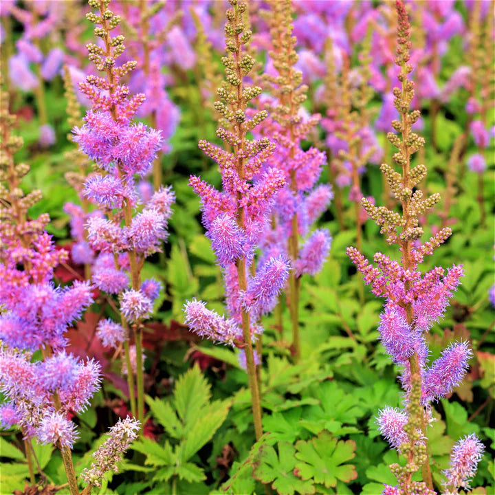 Astilbe Flower Seeds Heirloom Non GMO Planting - 100 pcs