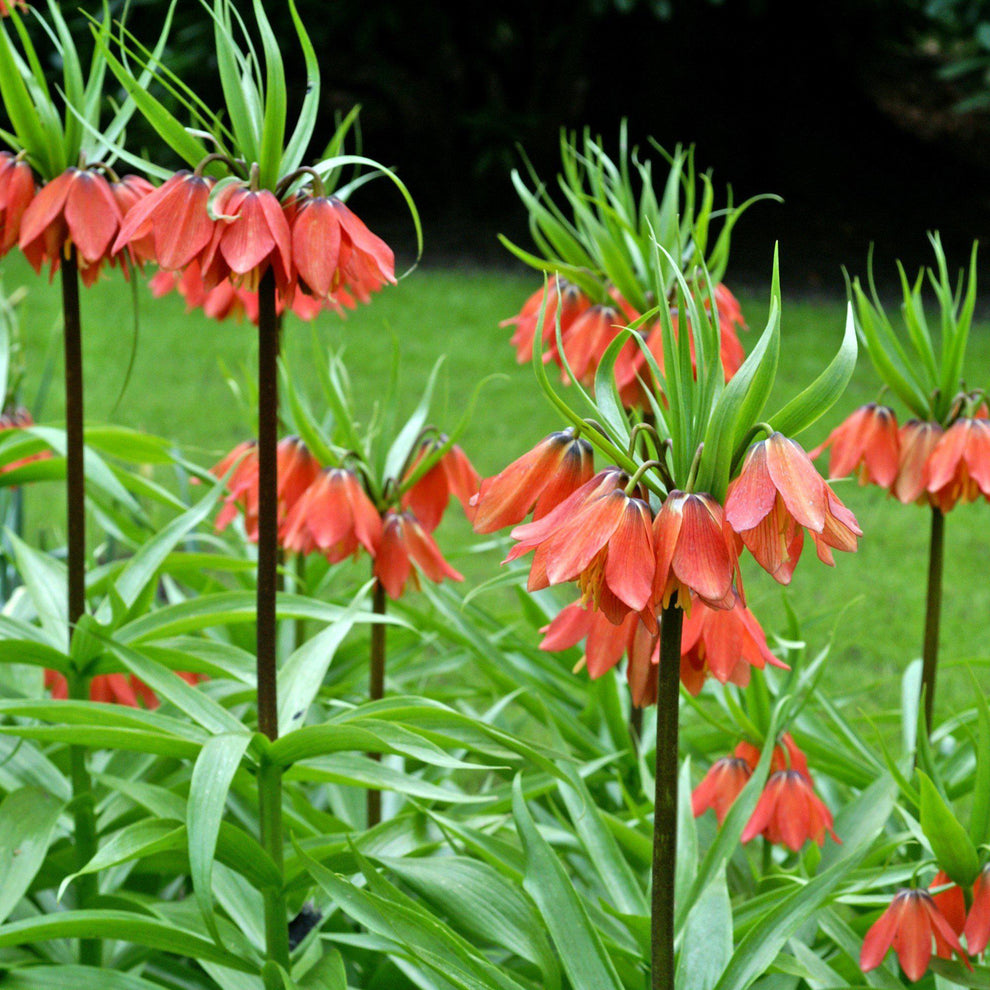Crown (Crown scientific name) for planting in garden