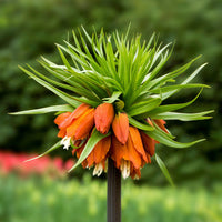 Green Crown Imperial Flower Seeds – Heirloom Non-GMO Regal Blooms for Spring Garden Planting