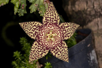 Heirloom Non-GMO Stapelia Pulchella Flower Seeds for Planting – Unique Succulent Flower Seeds - Non-GMO for planting in home garden