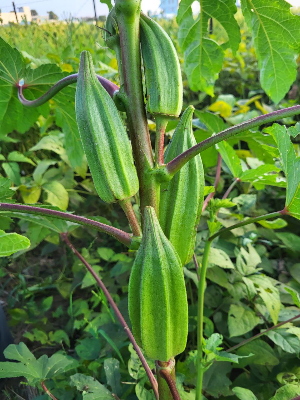 Okra vegetable seeds - NON GMO Seeds