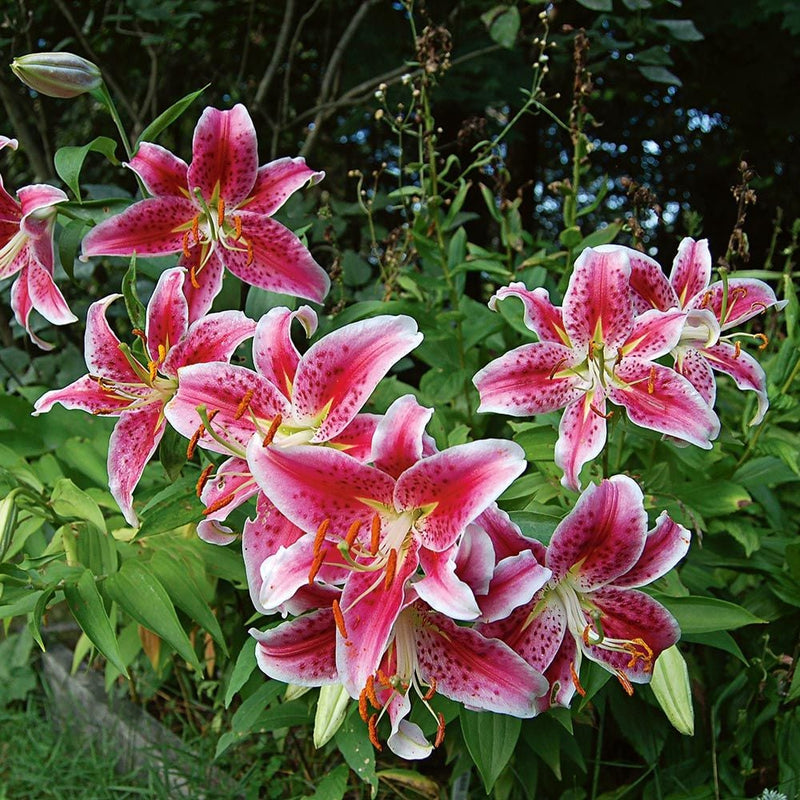 Stargazer Oriental Lily bulbs for colorful garden planting.