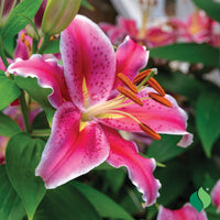 Pink Stargazer Oriental Lily flowers blooming in a garden bed.