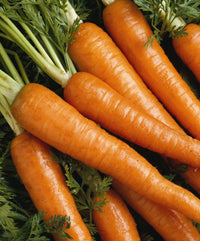 Healthy carrot plants growing in a vegetable garden bed.
