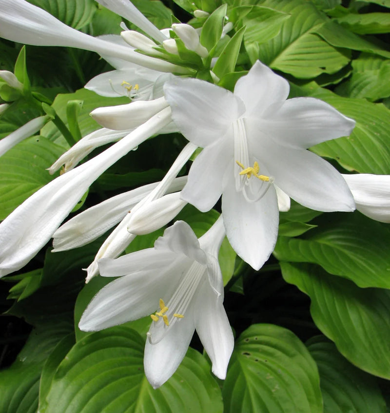 Hosta Flower Seeds Heirloom Non GMO Planting - 100 pcs