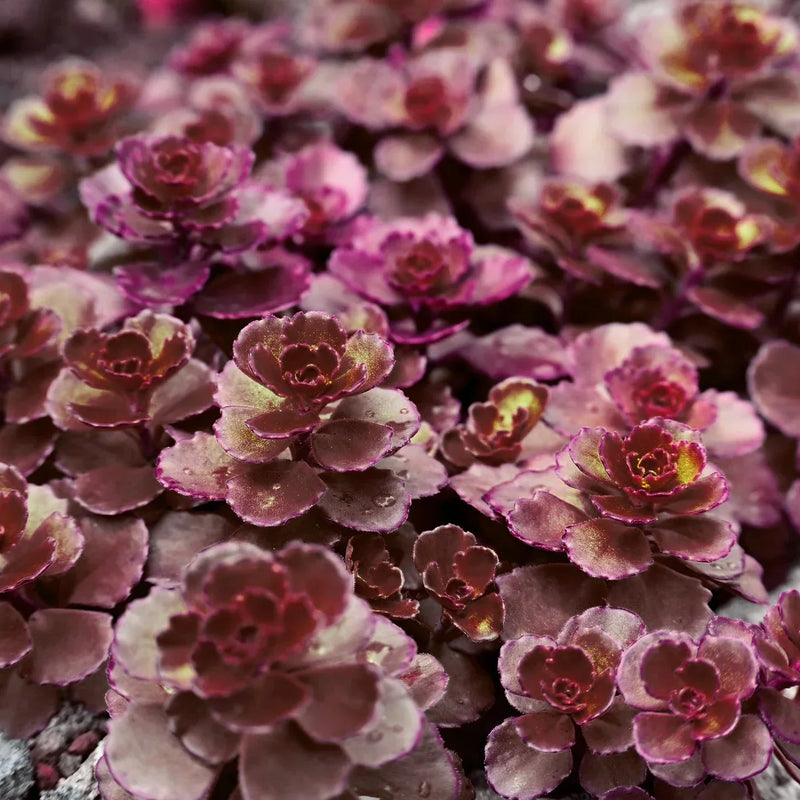 Heirloom Stonecrop Flower Seeds for Garden Planting, Non-GMO, Drought-Tolerant Succulent Blooms