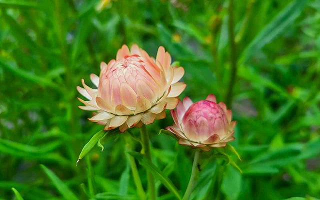 Strawflower Salmon Rose Seeds for Planting - Heirloom and Non-GMO Garden Seeds