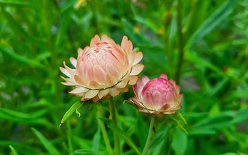 Strawflower Salmon Rose Seeds for Planting - Heirloom and Non-GMO Garden Seeds for planting in home garden