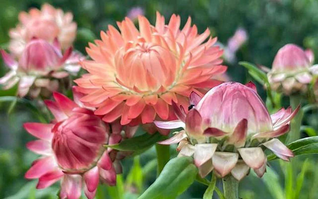Strawflower Salmon Rose Seeds for Planting - Heirloom and Non-GMO Garden Seeds