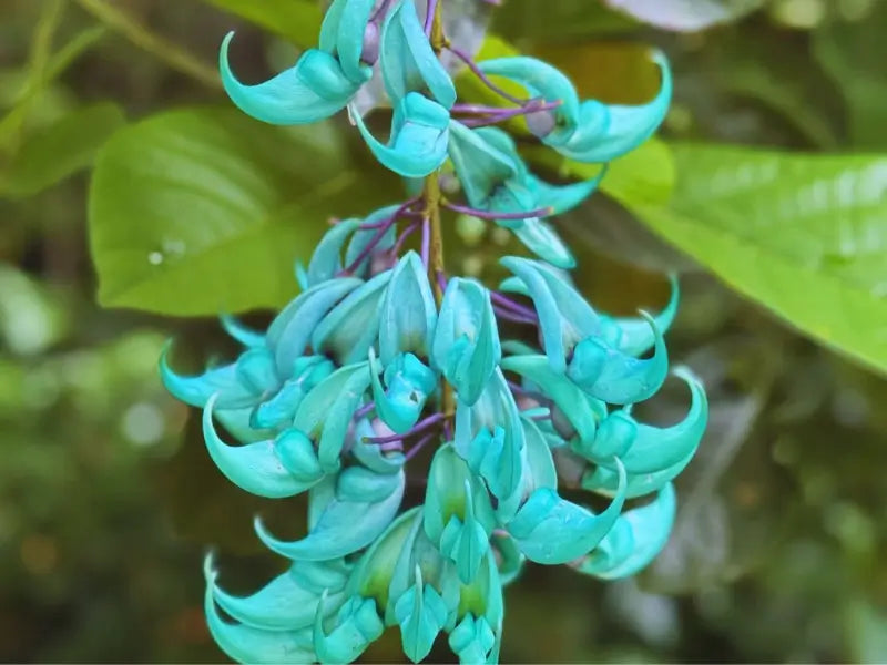 Strongylodon Flower Seeds for Planting ƒ?? Organic, Heirloom, Non-GMO Jade Vine Seeds