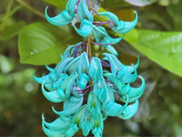 Strongylodon Flower Seeds for Planting ƒ?? Organic, Heirloom, Non-GMO Jade Vine Seeds