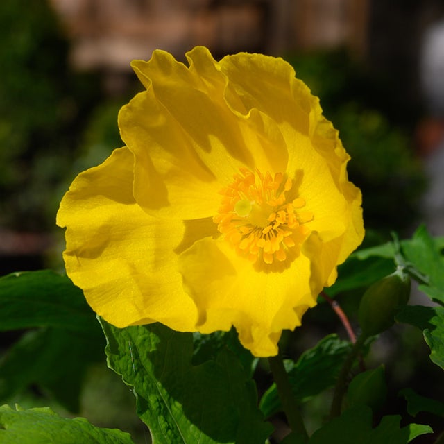 Stylophorum Lasiocarpum Flower Seeds for Planting, Heirloom, Non-GMO, 100 pcs for planting in home garden