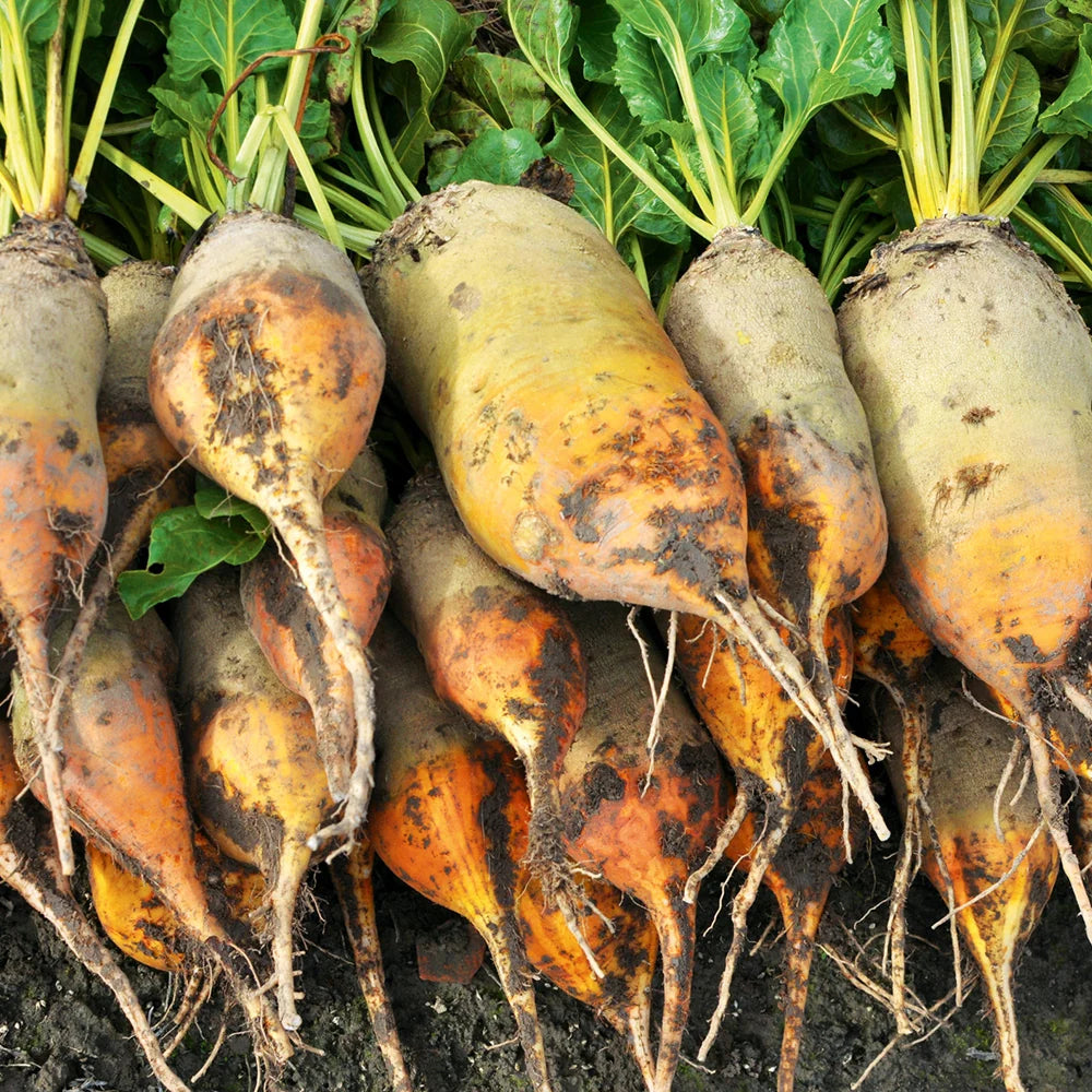 Heirloom sugar beet plants growing in a garden bed