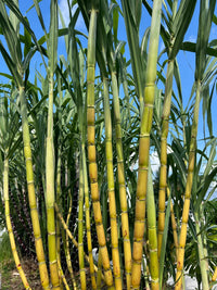 Sugarcane plants growing in outdoor containers