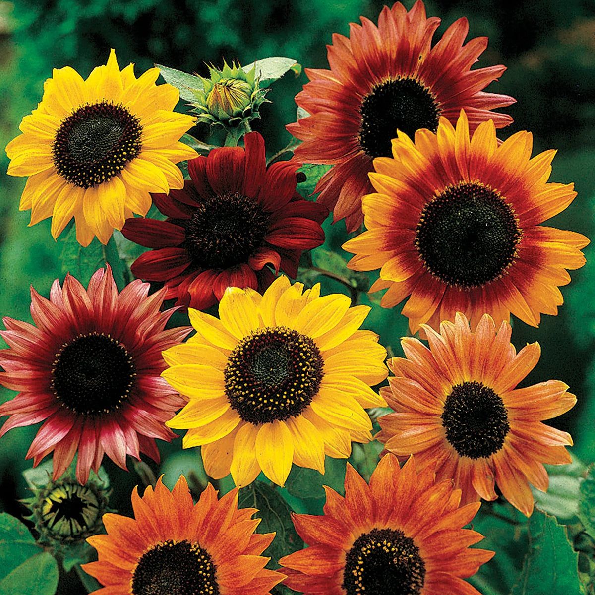 Heirloom Mixed Sunflower Seeds for Planting â€“ Non-GMO, Colorful Flower Seeds for Vibrant Gardens for planting in home garden