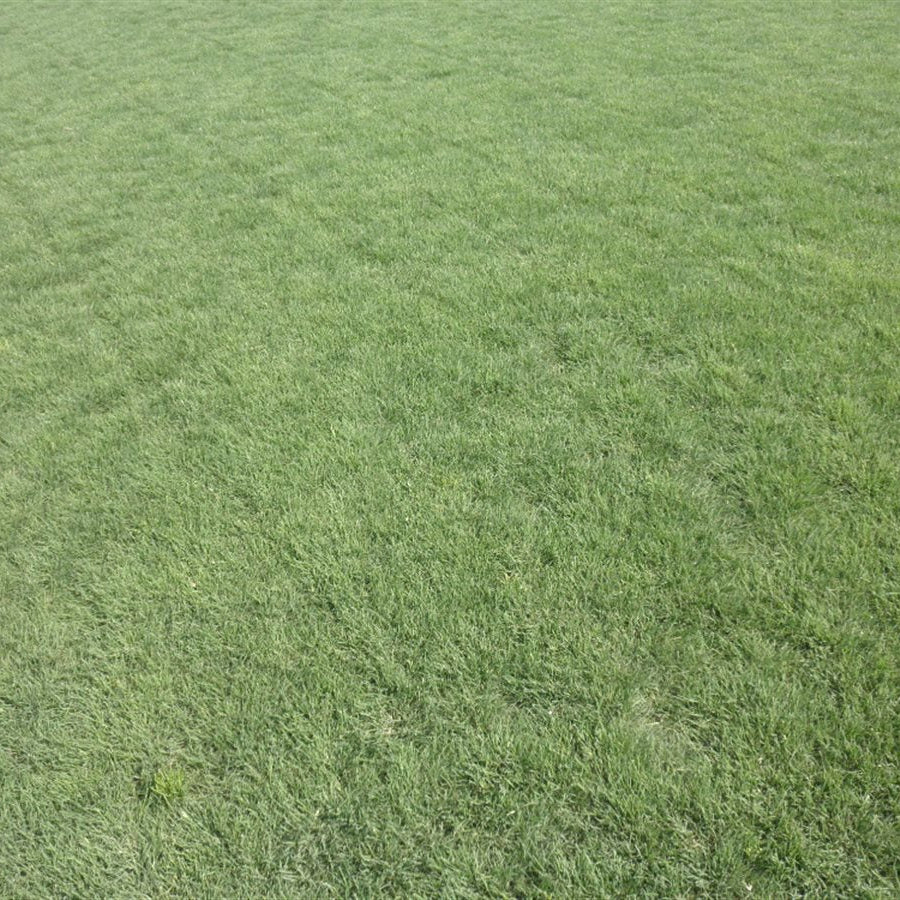Sundance Buffalo Grass Seed - Drought-Resistant, Low-Maintenance Lawn Solution