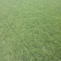 Sundance Buffalo Grass Seed - Drought-Resistant, Low-Maintenance Lawn Solution