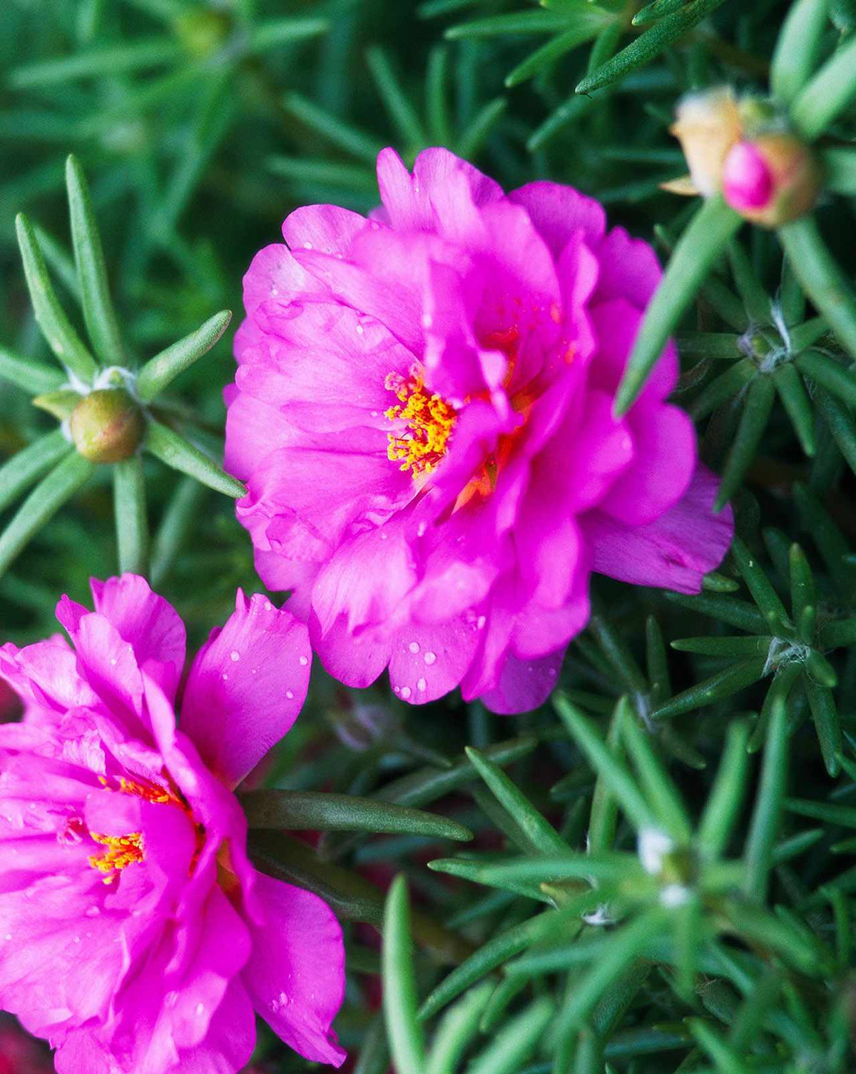 Carpet Moss Rose Flower Seeds for Planting – Heirloom, Non-GMO Ground Cover Seeds