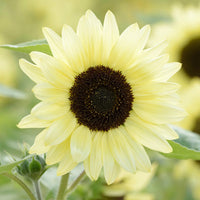 Lemon Sunflower Seeds – Heirloom, Non-GMO Flower Seeds for Planting in Home Garden