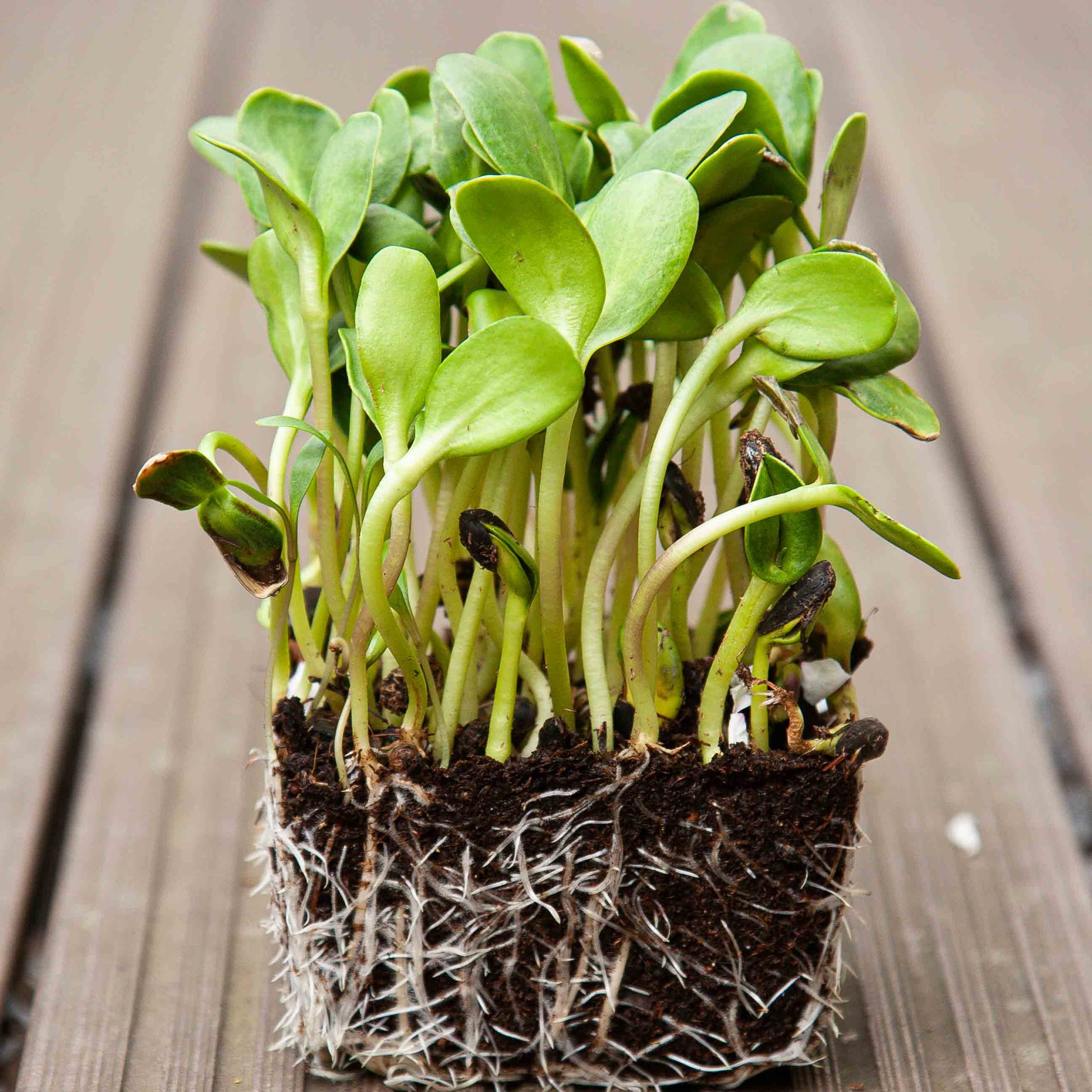 Fresh sunflower microgreens growing in a sprouting tray.