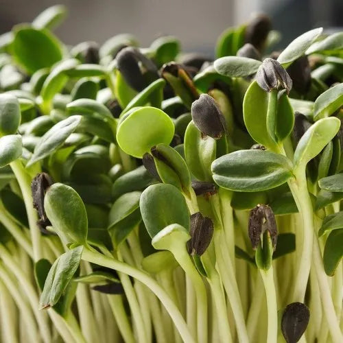 Sunflower Microgreens Seeds ƒ?? Fast-Growing, Nutrient-Rich Seeds for Planting Indoors or Outdoors