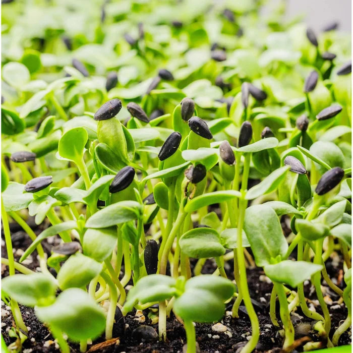 Sunflower sprouting seeds for indoor sprouting and microgreen growing.