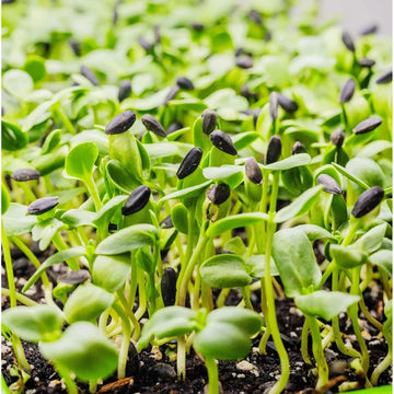 Sunflower sprouting seeds for indoor sprouting and microgreen growing.