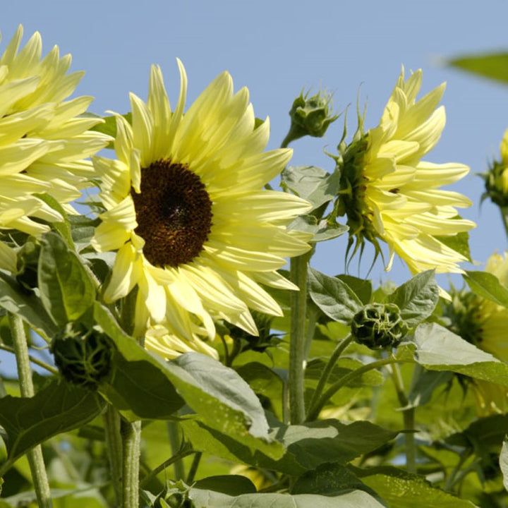 Sunflower Buttercream Flower Seeds – Heirloom, Non-GMO Flower Seeds for Planting