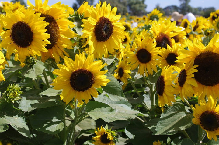 Heirloom Non-GMO Helianthus Annuus Flower Seeds for Planting – Bright Sunflower Blooms for Gardens