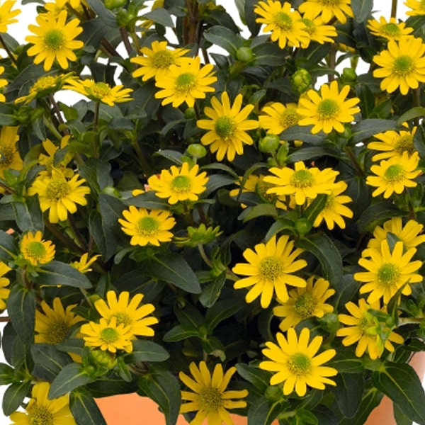 Yellow Creeping Zinnia Flower Seeds for Planting – Vibrant Ground Cover, Non-GMO, Heirloom Seeds