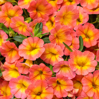 Peach Petunia Flower Seeds for Planting - Heirloom, NON-GMO, Easy to Grow Garden Blooms
