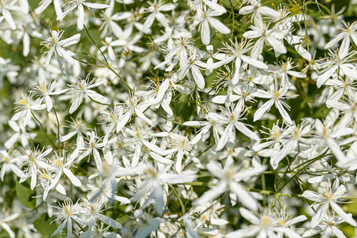 Autumn Clematis Flower Seeds – Heirloom, Non-GMO Flower Seeds for Planting