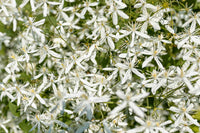 Autumn Clematis Flower Seeds – Heirloom, Non-GMO Flower Seeds for Planting