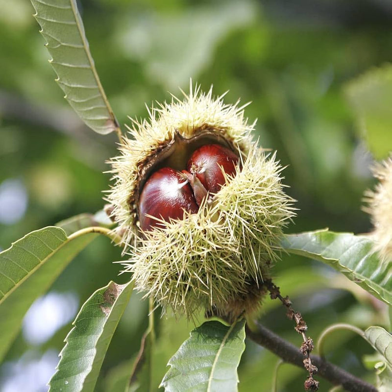 Sweet European Chestnut Tree (Castanea sativa) seeds for planting in home gardens and orchards.